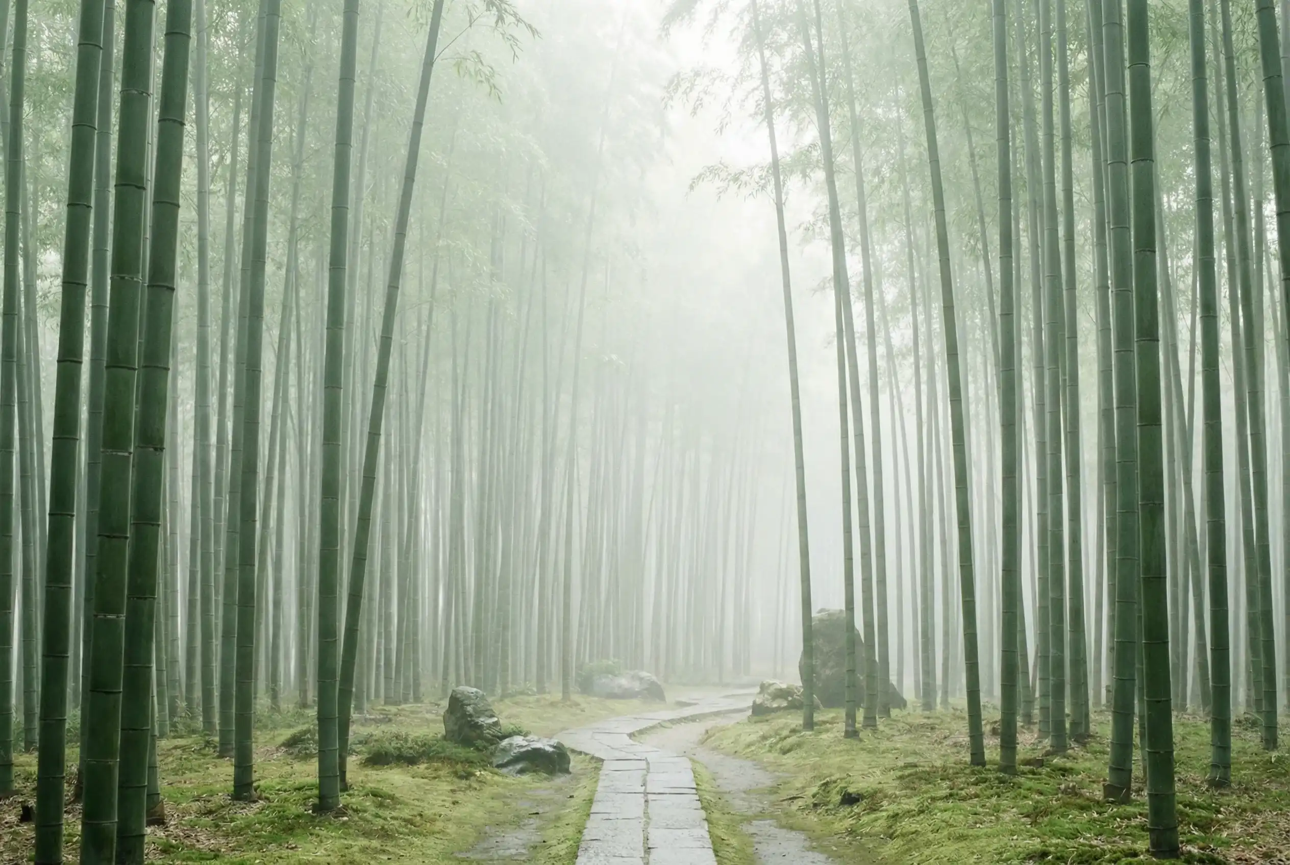 澳洲pk10 河内五分彩自然过滤器竹林背景